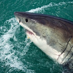 Haie - Die missverstandenden Tiere